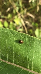 Coleomegilla maculata