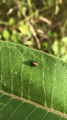 Coleomegilla maculata