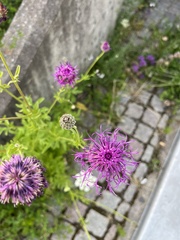 Centaurea scabiosa