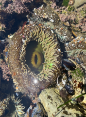 Anthopleura xanthogrammica