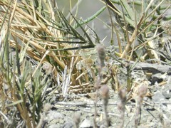 Heterostylum robustum