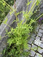 Centaurea scabiosa