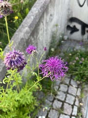 Centaurea scabiosa