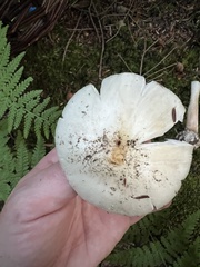 Amanita aestivalis