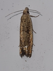 Epiblema grandaevana