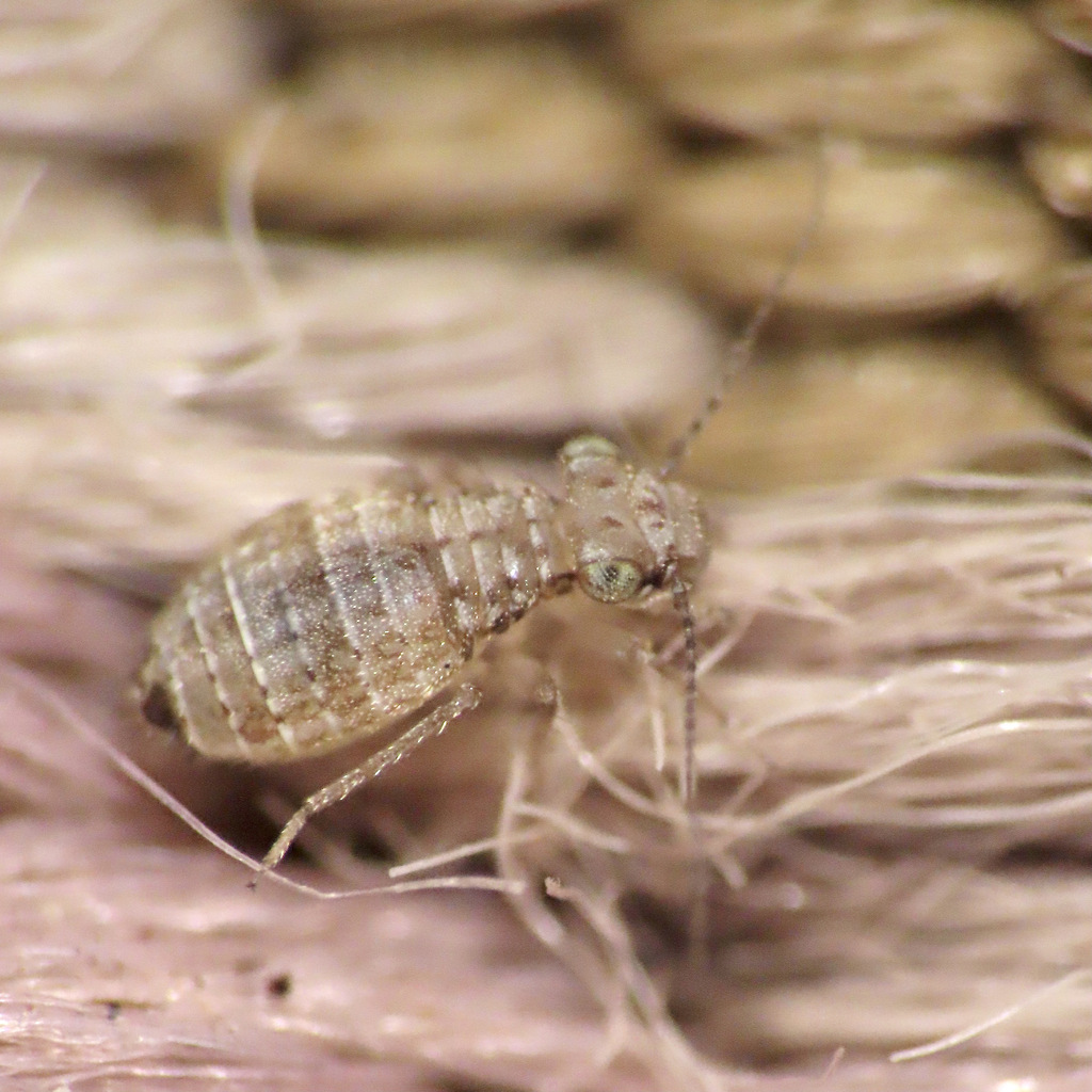 Trogiomorpha