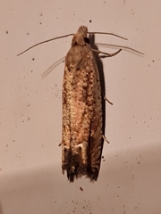 Epiblema grandaevana