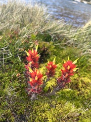 Castilleja peirsonii