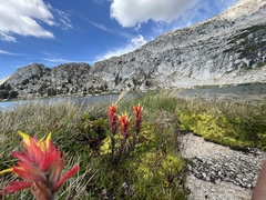 Castilleja peirsonii