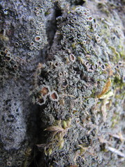 Psoroma hypnorum