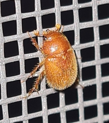 Codocera ferruginea