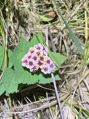 Spiraea morrisonicola