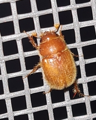 Codocera ferruginea