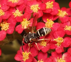 Stenodynerus blandus