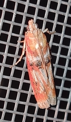 Acrobasis repandana