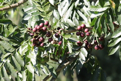 Cabralea canjerana