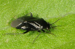 Slaterocoris