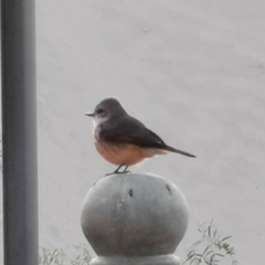 Pyrocephalus rubinus