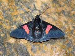 Mimoniades nurscia