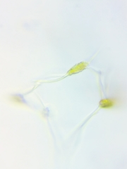 Physarum psittacinum