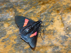 Mimoniades nurscia
