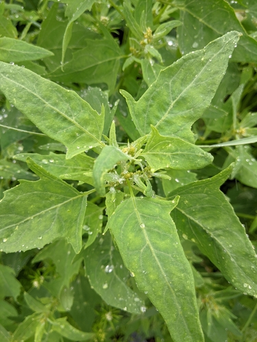 Image of Atriplex gmelinii by (c) Alexandria 'Alex' Wenninger, some rights reserved (CC BY)