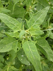 Atriplex gmelinii