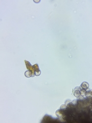 Physarum psittacinum