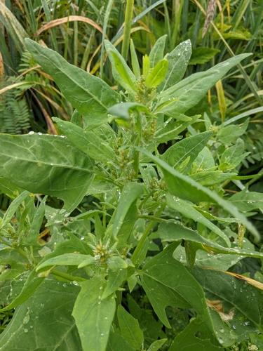 Image of Atriplex gmelinii by (c) Alexandria 'Alex' Wenninger, some rights reserved (CC BY)