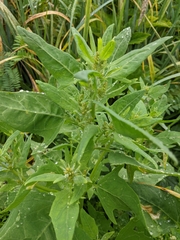 Atriplex gmelinii