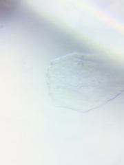 Physarum psittacinum