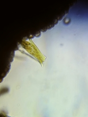 Physarum psittacinum