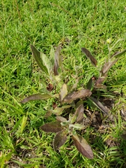Crocanthemum carolinianum