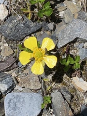 Ranunculus formosa-montanus