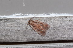 Eueretagrotis attentus