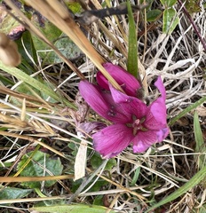 Sidalcea malviflora purpurea