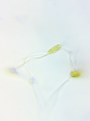 Physarum psittacinum