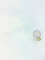 Physarum psittacinum