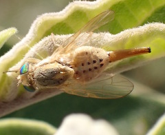 Terellia fuscicornis