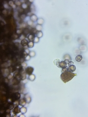 Physarum psittacinum