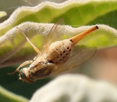 Terellia fuscicornis