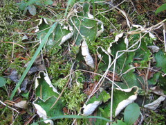 Peltigera chionophila