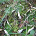 Peltigera chionophila - Photo (c) Andrew Simon,  זכויות יוצרים חלקיות (CC BY-NC), הועלה על ידי Andrew Simon