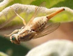 Terellia fuscicornis