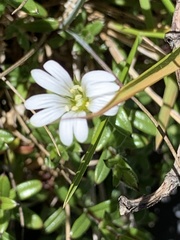 Cerastium morrisonense