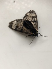 Dysschema leucophaea