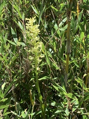 Platanthera longibracteata