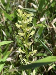 Platanthera longibracteata