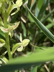Platanthera longibracteata