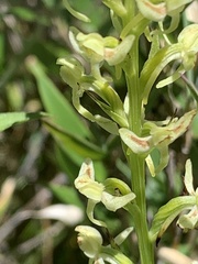 Platanthera longibracteata